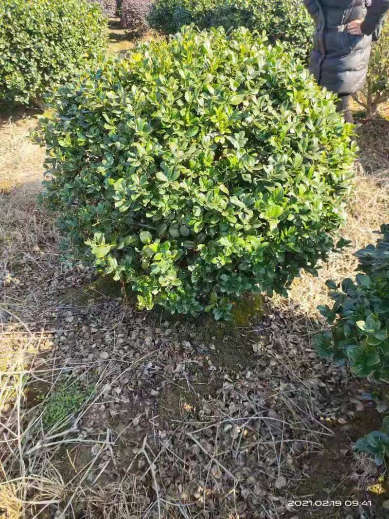 无刺枸骨球，自家基地，规格齐全，欢迎采购