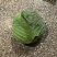 精品包菜湖北甘蓝奥奇娜扁包菜平包菜基地直供质量保证