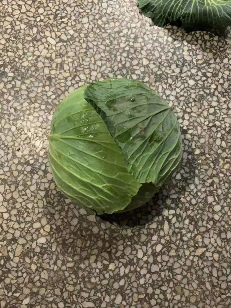 精品包菜湖北甘蓝奥奇娜扁包菜平包菜基地直供质量保证