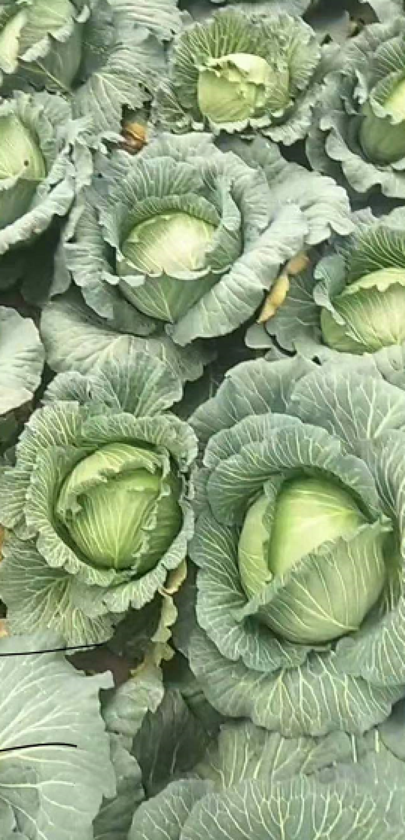 精品包菜湖北甘蓝奥奇娜扁包菜平包菜基地直供质量保证