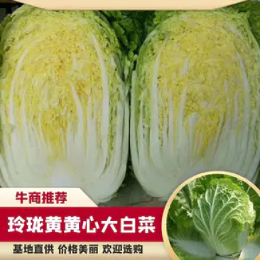 河北张家口黄心白菜上市新鲜蔬菜帮薄叶大鲜嫩家常菜