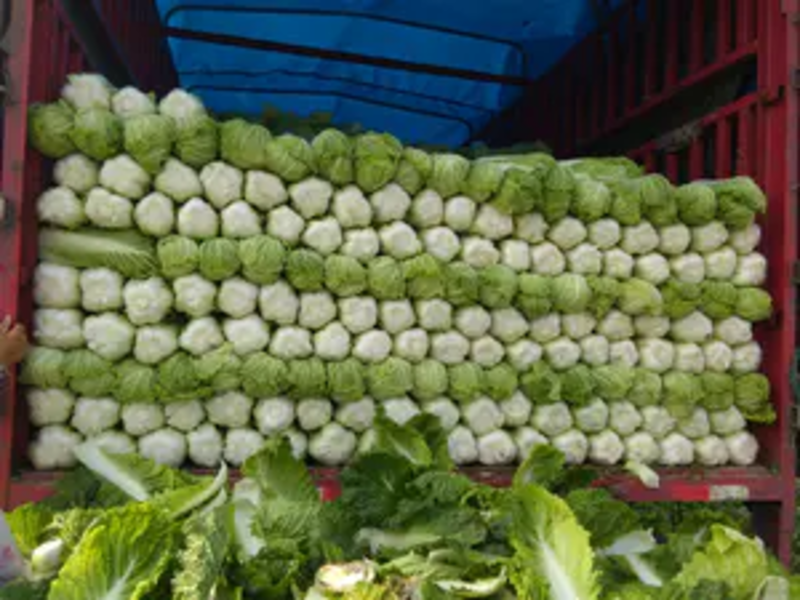 精品大白菜净菜4~6斤基地直供一手货源价格美丽