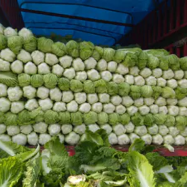 【农家菜】北京三号白菜4~6斤农家鲜嫩现摘青菜欢迎来电