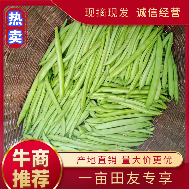 四季豆角，精品四季豆角，现摘现发，产地直供，可发全国
