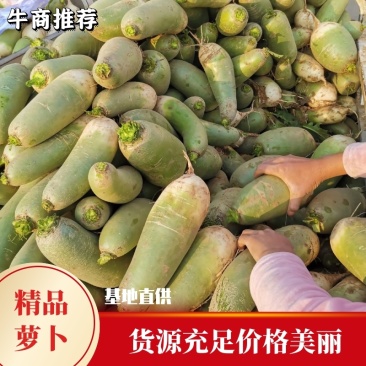 周口淮阳萝卜产地大量供应，欢迎各大老板们前来采购