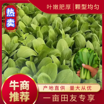 上海青油菜，精品货源，产地直供，现挖现发，可发全国