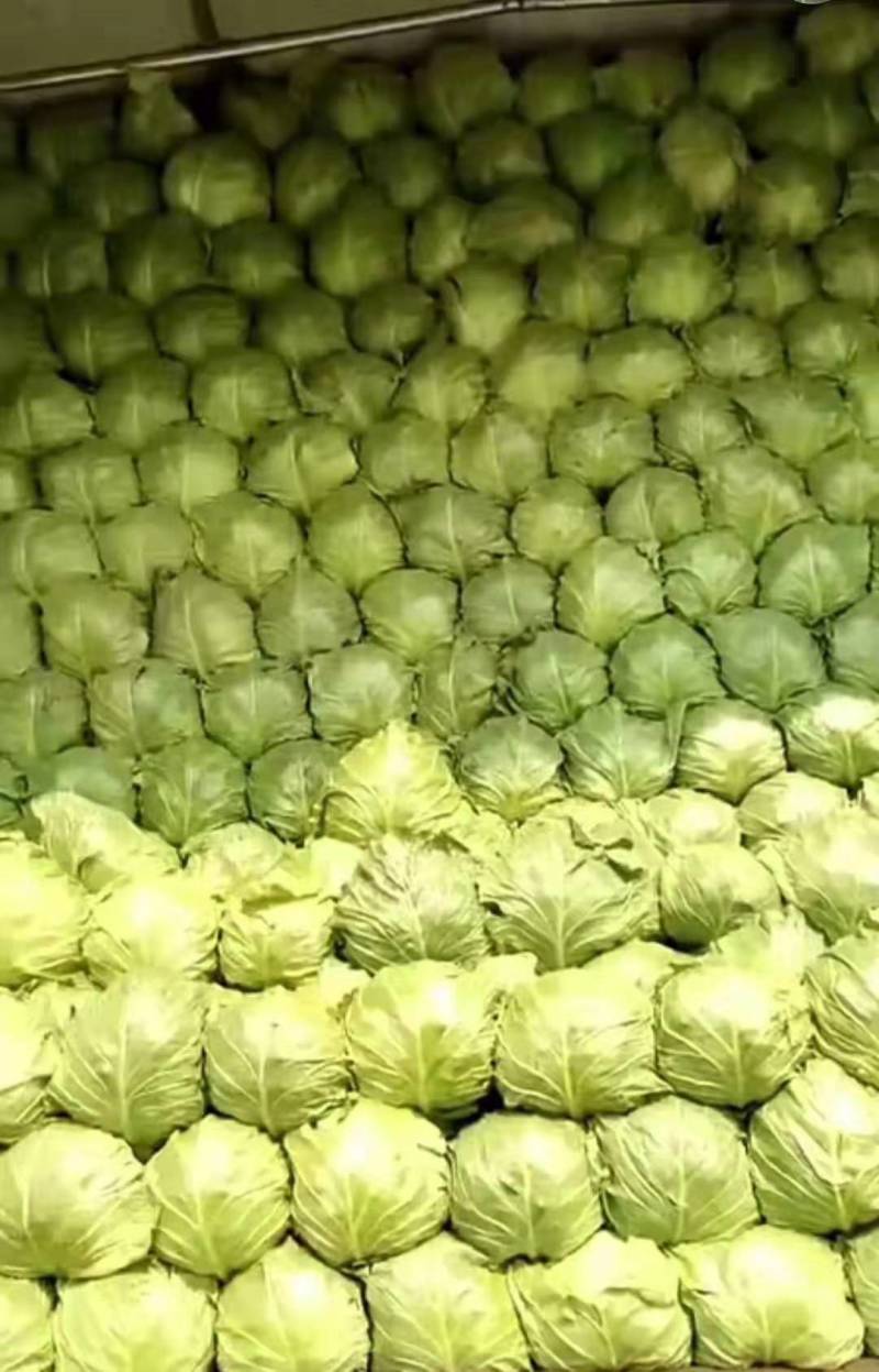 山东精品绿包菜精品圆包菜甘蓝欢迎各地客户前来采购