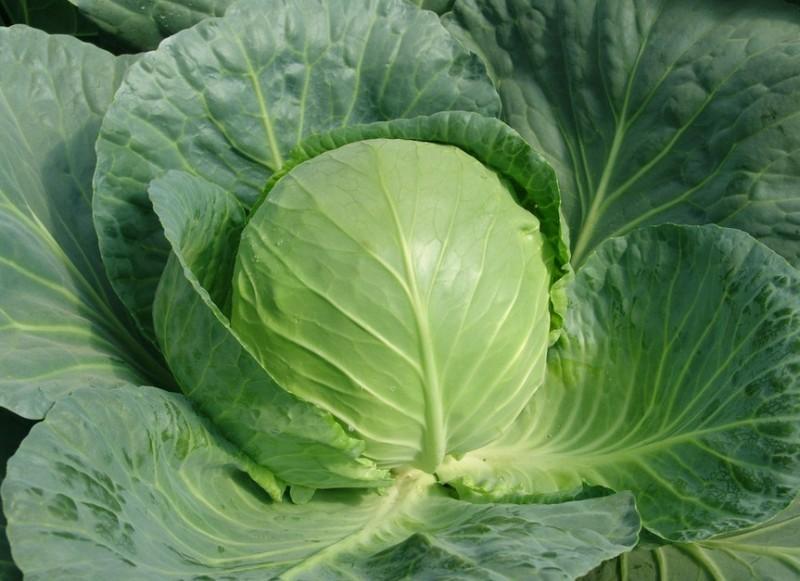 山东精品绿包菜精品圆包菜甘蓝欢迎各地客户前来采购