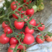 【热销】圣女果济南樱桃西红柿实力代办可视频看货