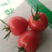 【热销】圣女果济南樱桃西红柿实力代办可视频看货