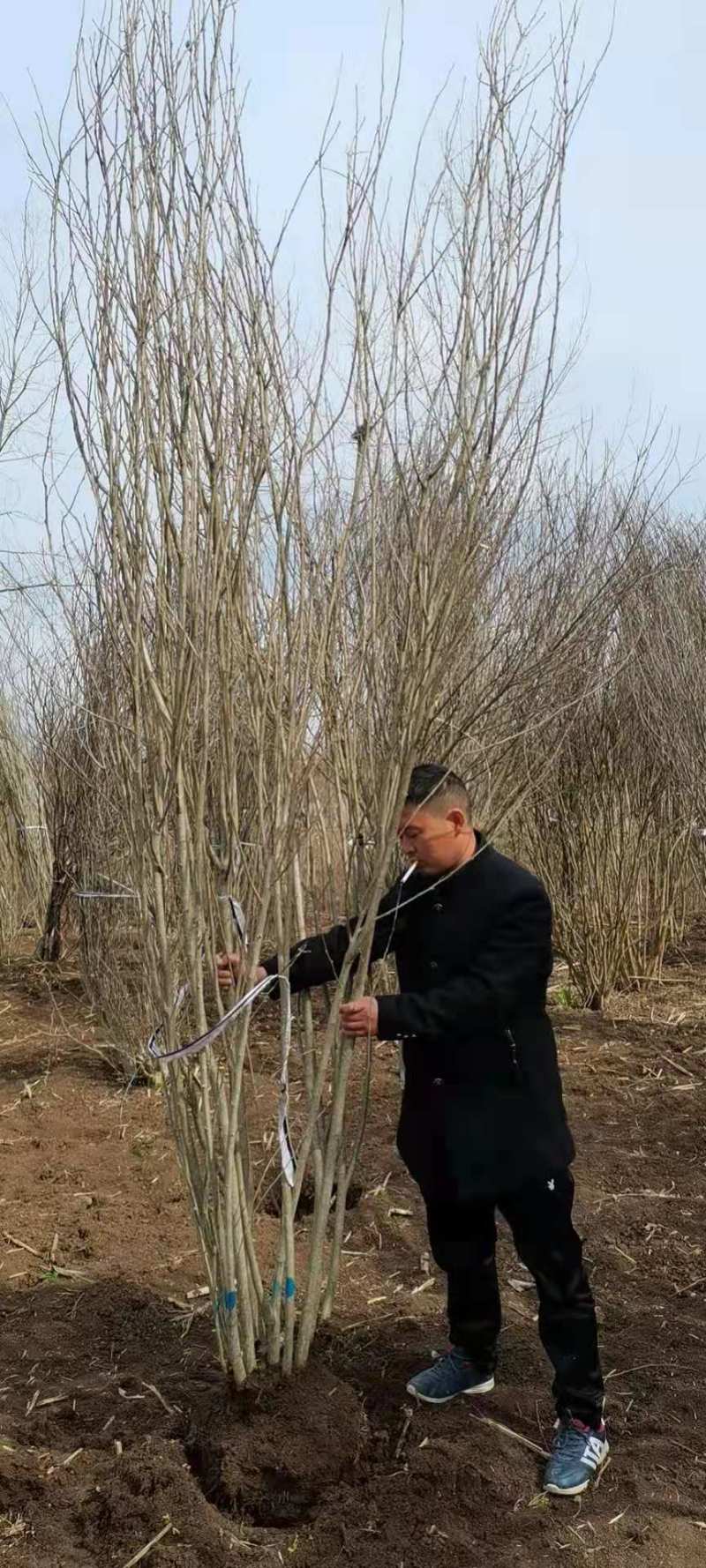丛生木槿，诚信经营欢考察合作