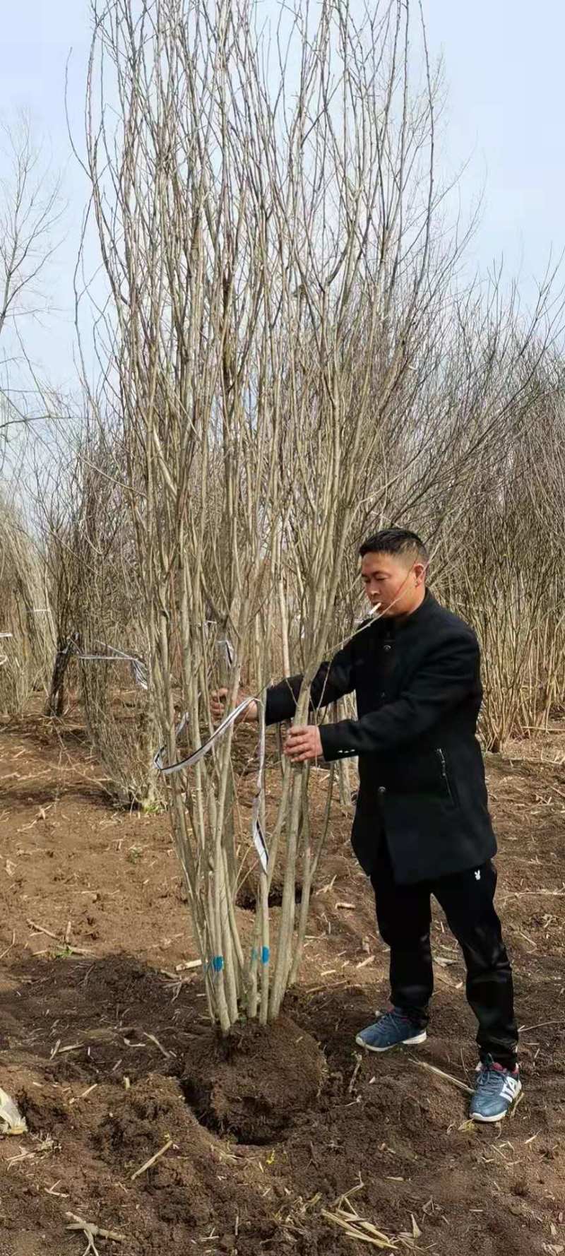 丛生木槿，诚信经营欢考察合作