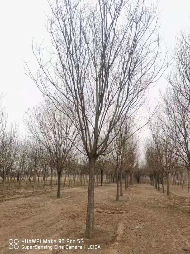 国槐，规格齐全，量大价格低，欢迎咨询
