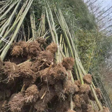毛竹，基地直供货源充足欢迎合作