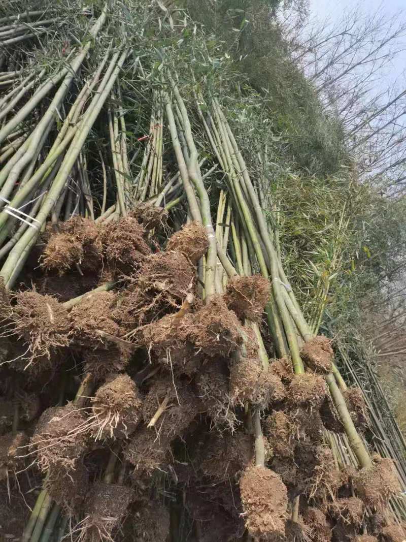 毛竹，基地直供货源充足欢迎合作