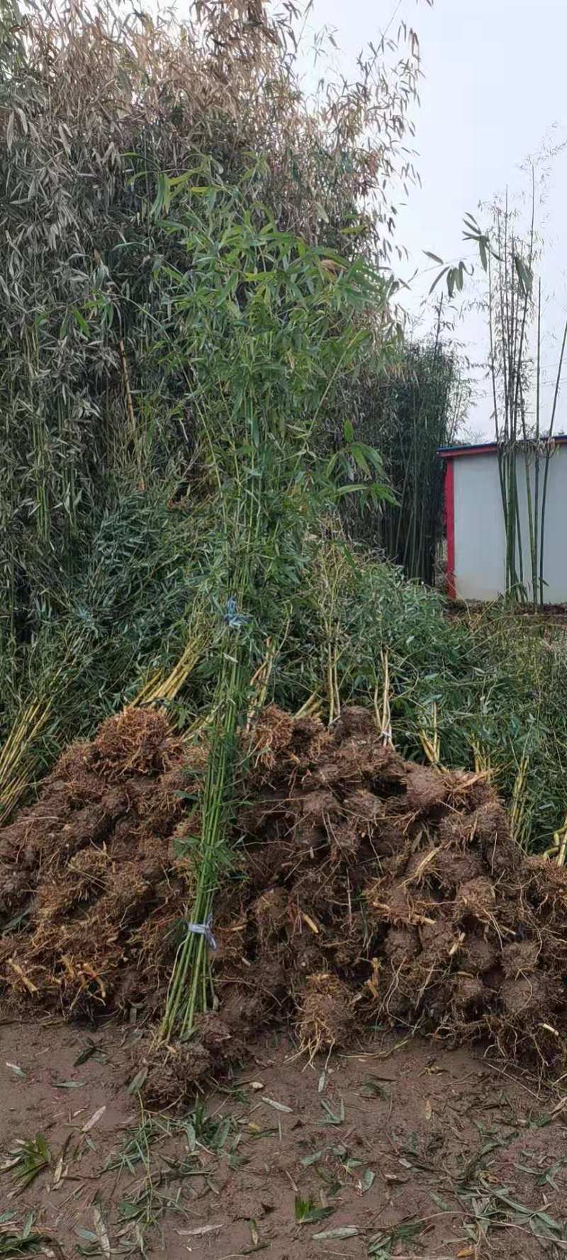 毛竹，基地直供货源充足欢迎合作