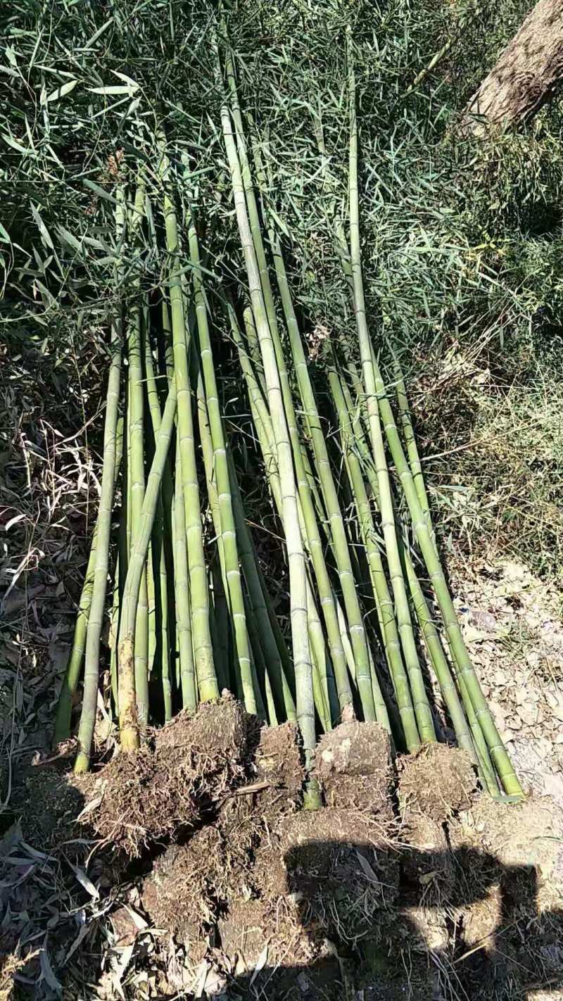 毛竹，基地直供货源充足欢迎合作