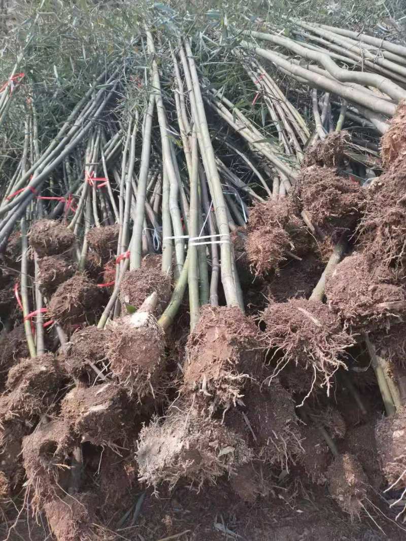 毛竹，基地直供货源充足欢迎合作