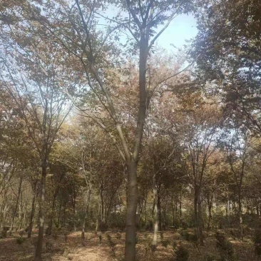 红榉树，规格齐全，价格低，具体详聊
