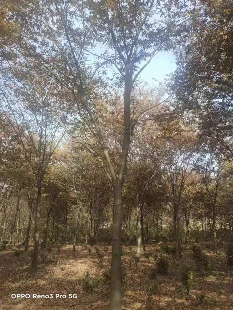 红榉树，规格齐全，价格低，具体详聊