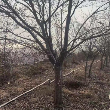 樱花樱花苗，规格齐全，产品好价格低