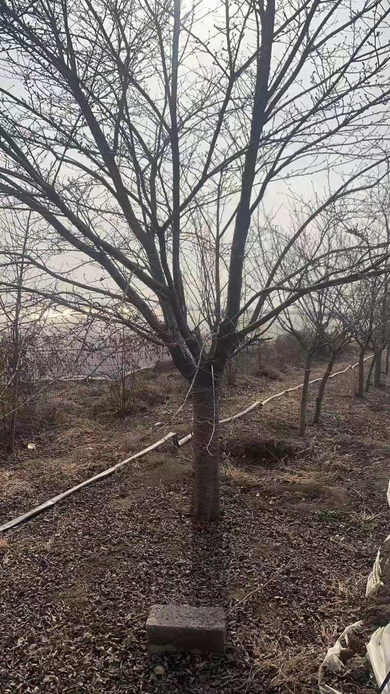 樱花樱花苗，规格齐全，产品好价格低