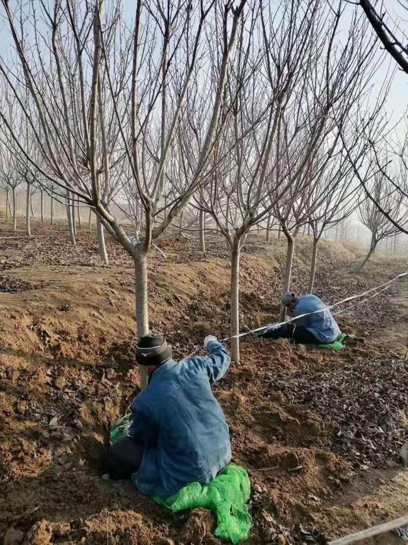 樱花樱花苗，规格齐全，产品好价格低