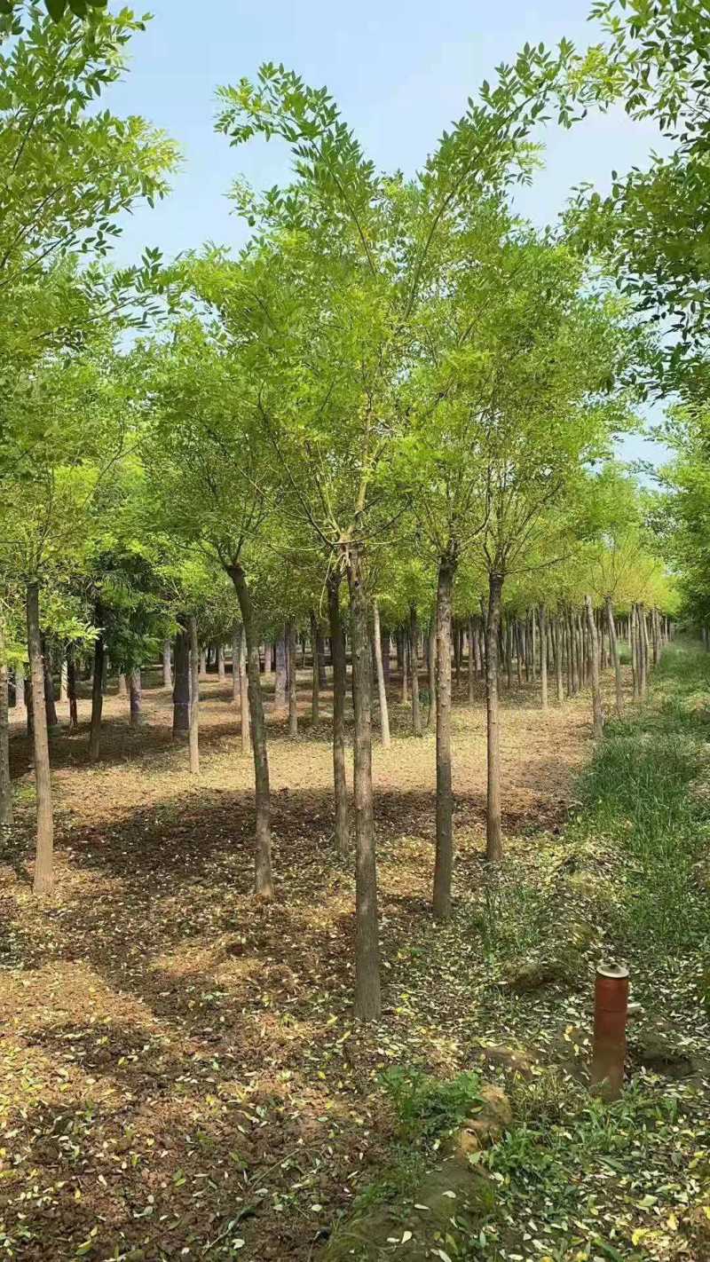 黄金槐，规格齐全欢迎来电，价格包你满意