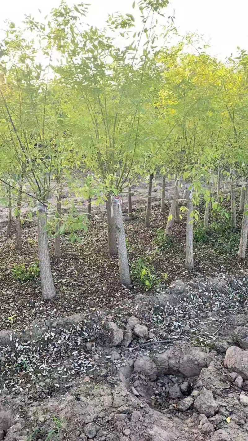 黄金槐，规格齐全欢迎来电，价格包你满意