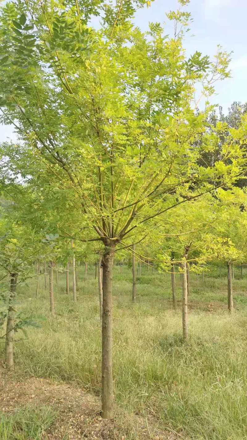 黄金槐，规格齐全欢迎来电，价格包你满意