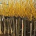 黄金槐，规格齐全欢迎来电，价格包你满意