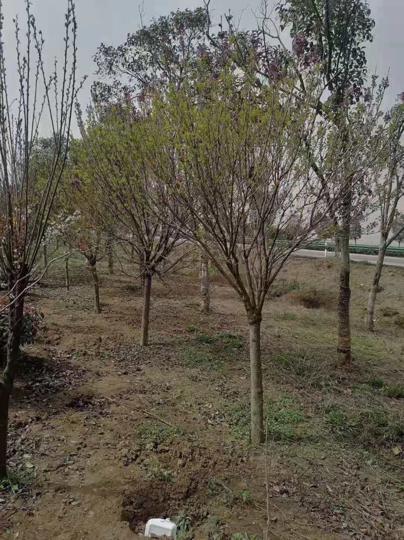 丁香丛生丁香规格齐全欢迎来电有惊喜