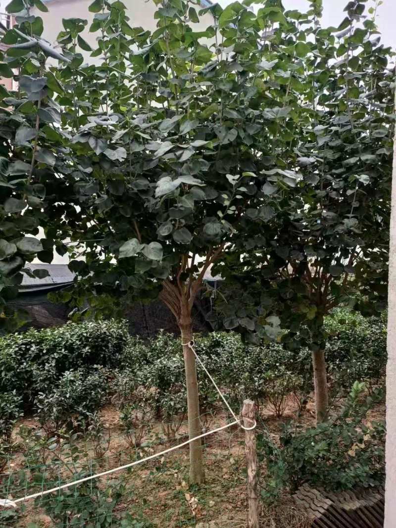 丁香丛生丁香规格齐全欢迎来电有惊喜
