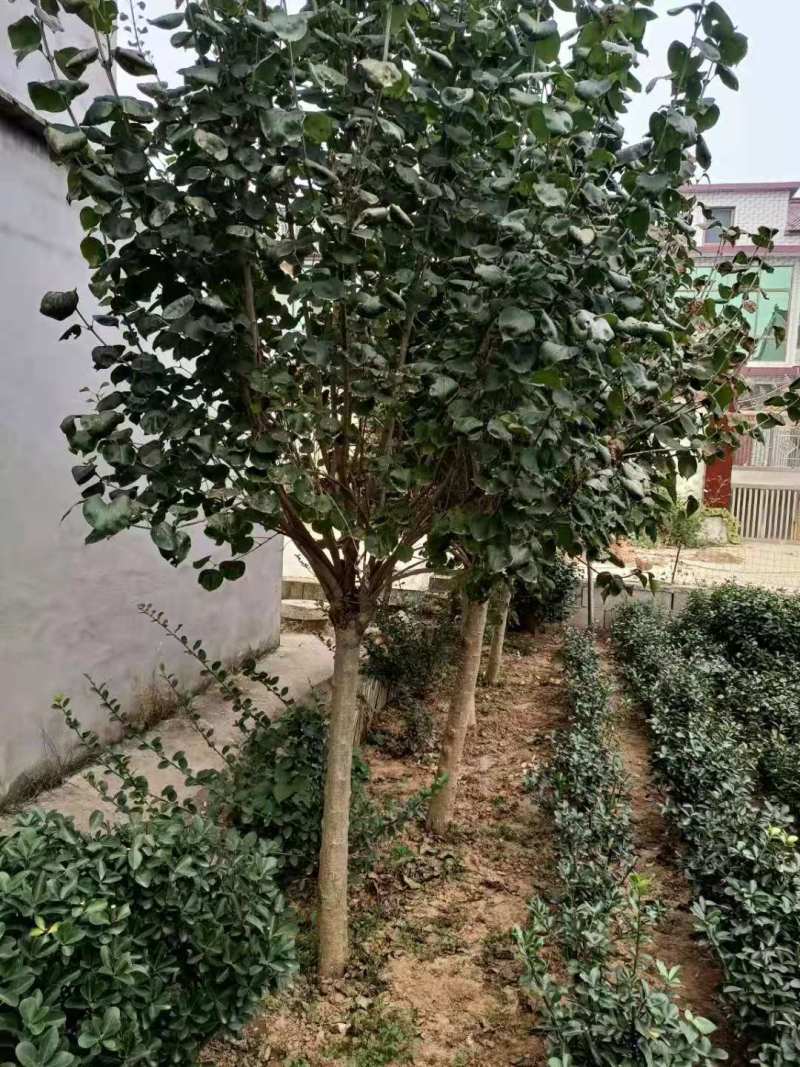 丁香丛生丁香规格齐全欢迎来电有惊喜