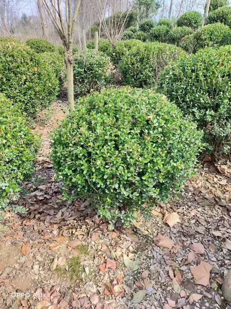 瓜子黄杨球，规格齐全，物美廉价，欢迎考察合作