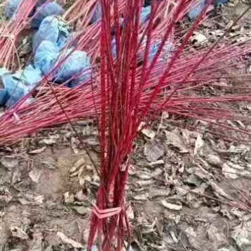 红瑞木苗，基地直供一条龙服务，