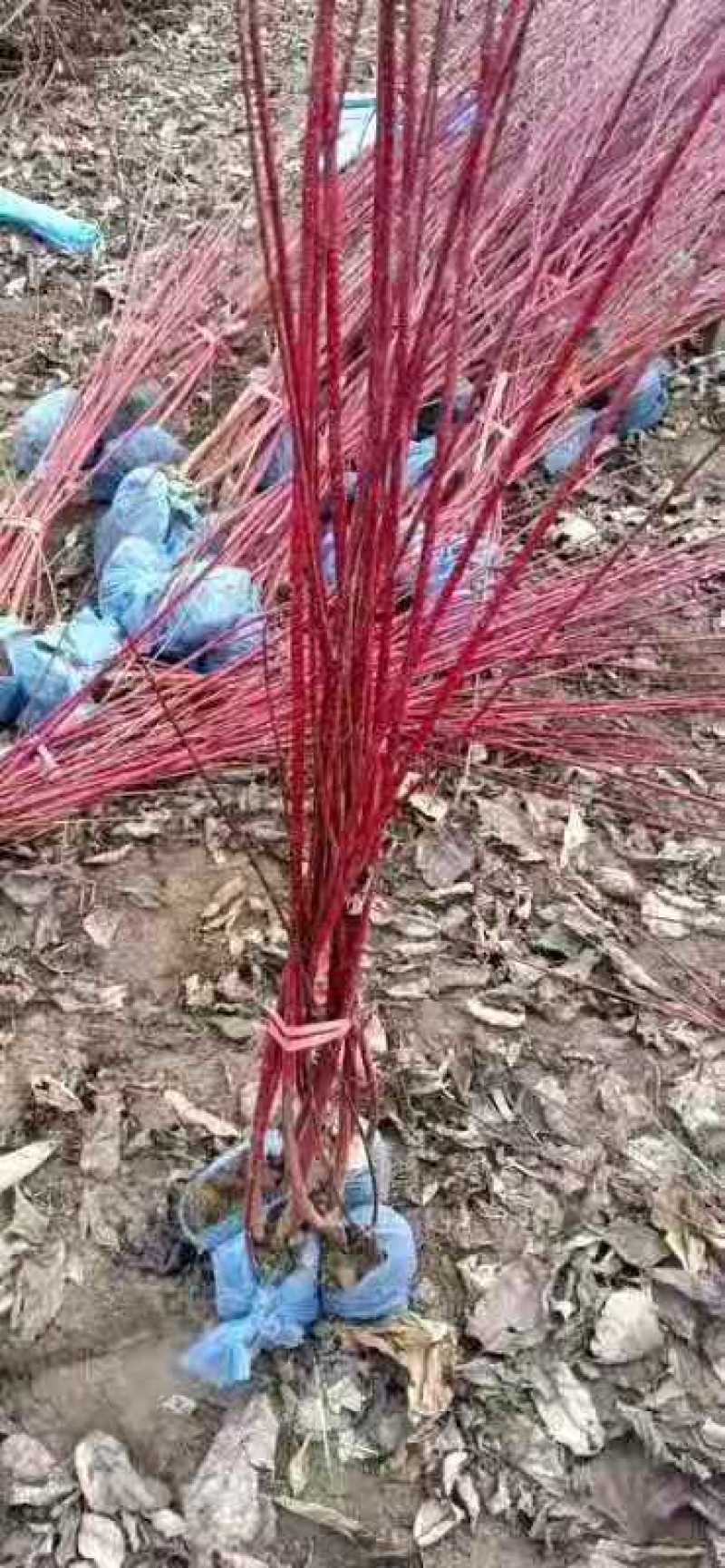 红瑞木苗，基地直供一条龙服务，