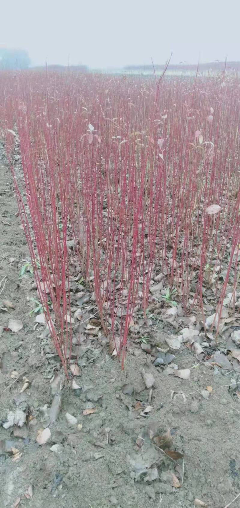 红瑞木苗，基地直供一条龙服务，