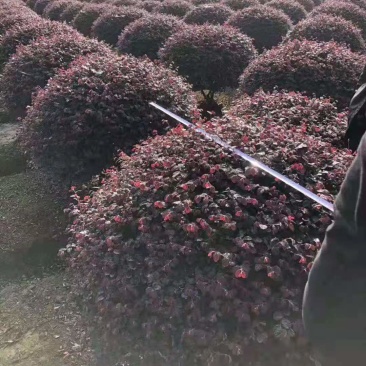 红花继木球红花继木杯苗