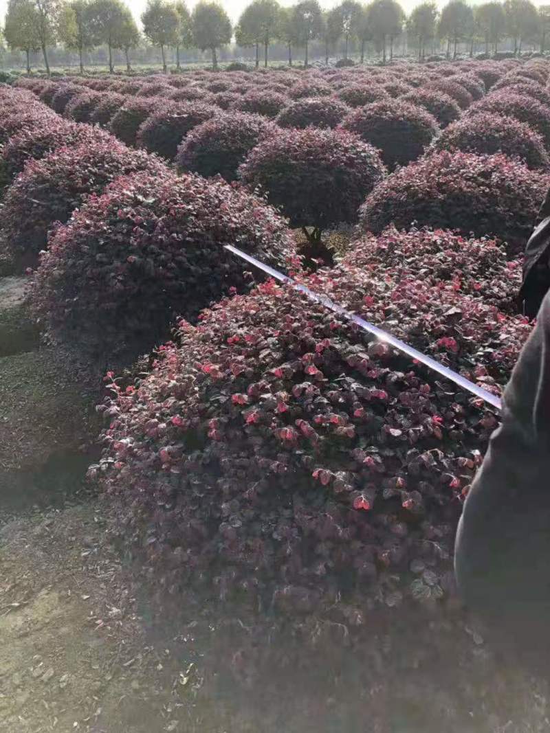 红花继木球红花继木杯苗