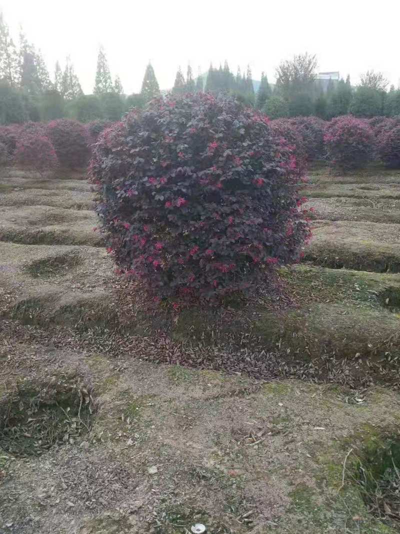 红花继木球红花继木杯苗