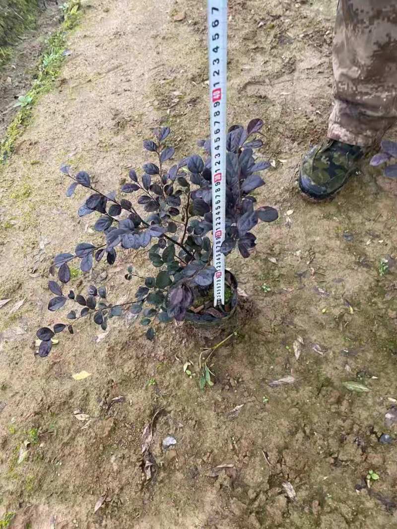 红花继木球红花继木杯苗