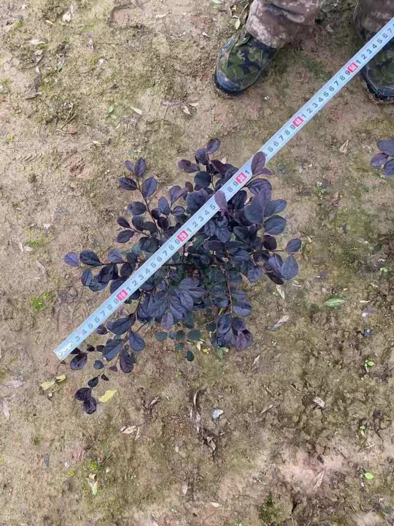 红花继木球红花继木杯苗
