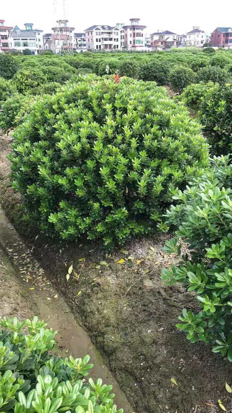 海桐球，一条龙服务，保证满意