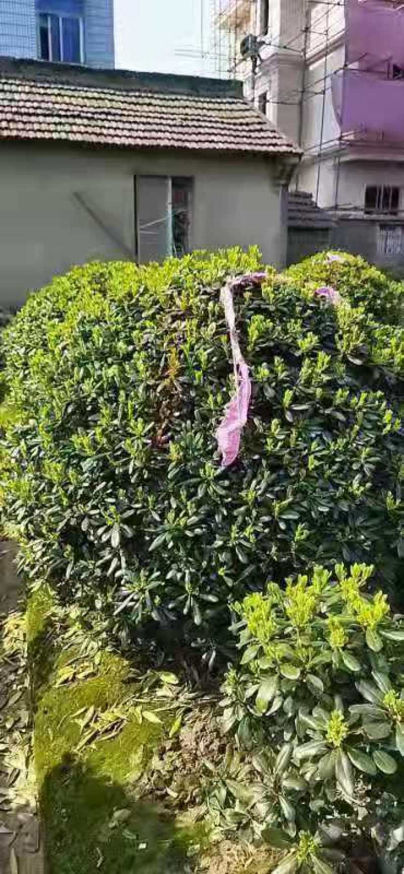 海桐球，一条龙服务，保证满意