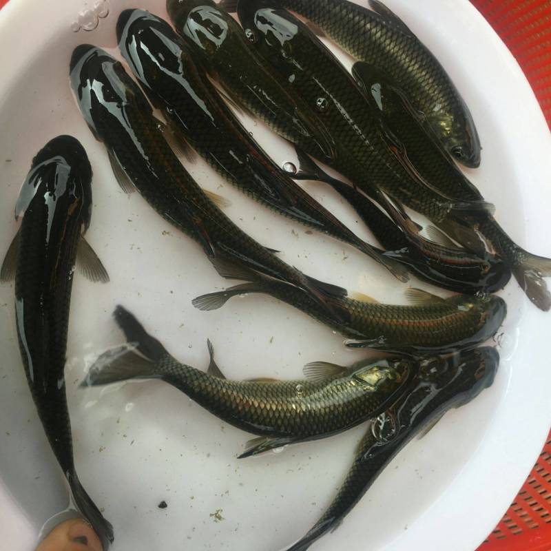 青鱼苗活体螺蛳青鱼苗黑皖乌皖乌青鱼苗活体淡水量大优惠