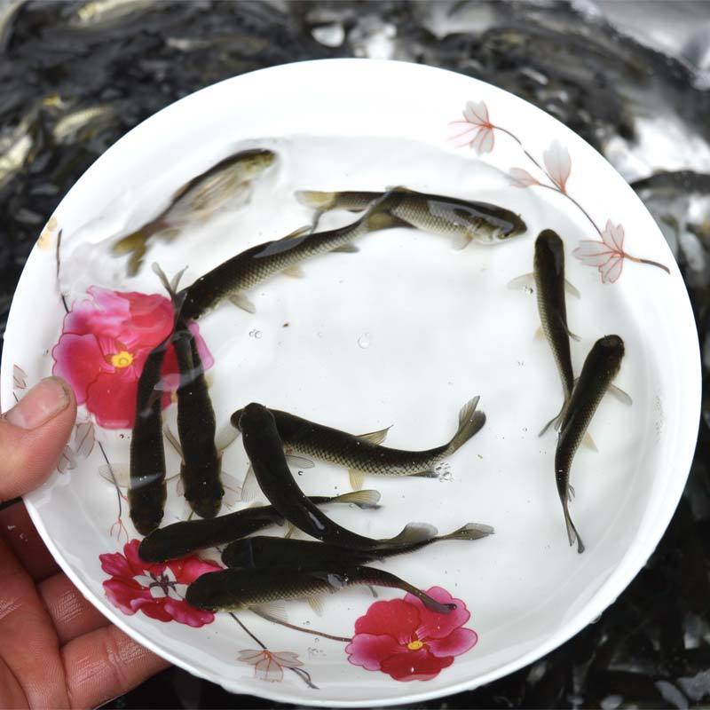 青鱼苗活体螺蛳青鱼苗黑皖乌皖乌青鱼苗活体淡水量大优惠