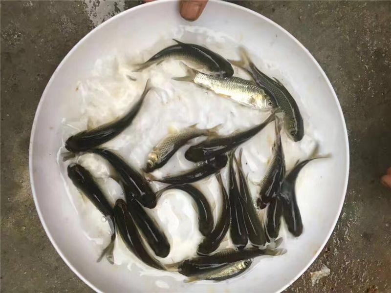 青鱼苗活体螺蛳青鱼苗黑皖乌皖乌青鱼苗活体淡水量大优惠