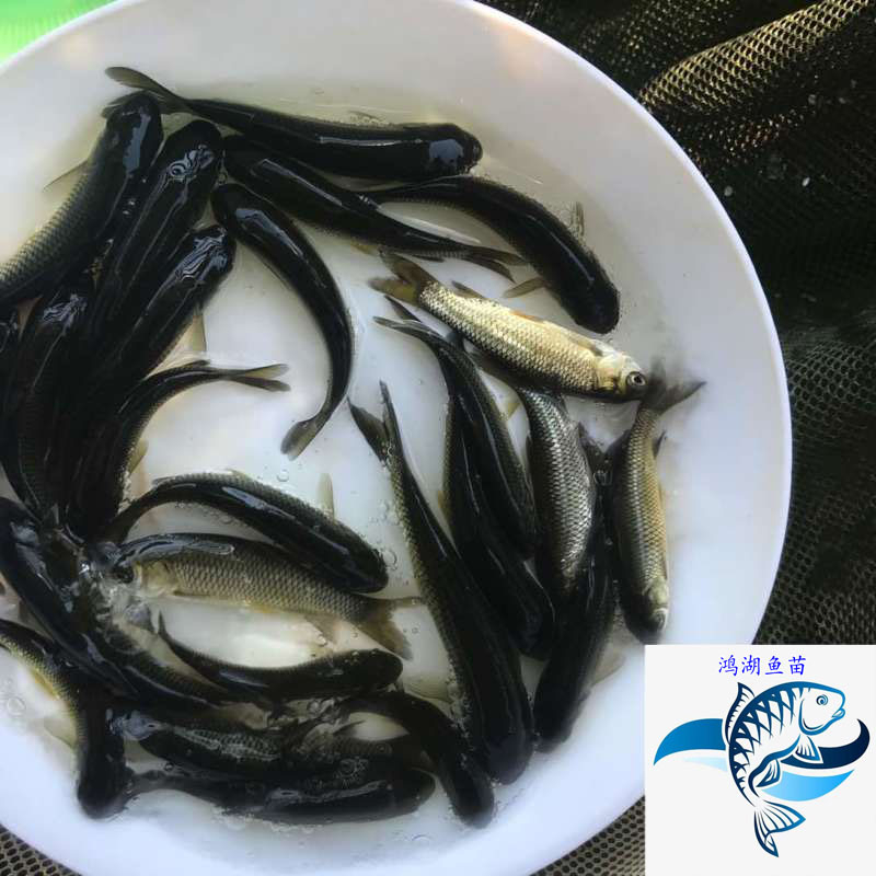 青鱼苗活体螺蛳青鱼苗黑皖乌皖乌青鱼苗活体淡水量大优惠