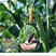 黑玉米种子高产杂交甜糯玉米种子南方大田黑珍珠玉米种子孑